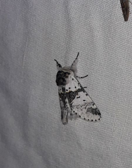 Harpye bicuspide  - Sylvain Lethuillier