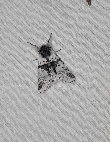 Harpye bicuspide  - Sylvain Lethuillier
