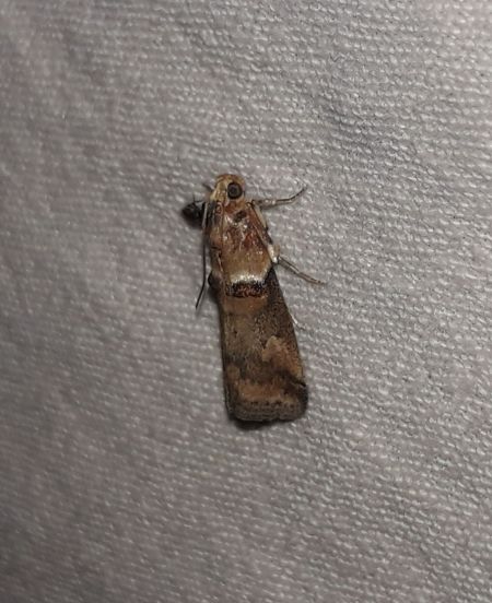 Acrobasis tumidana  - Sylvain Lethuillier