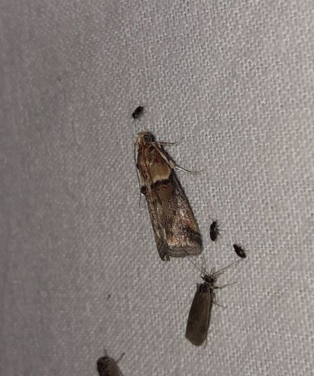 Acrobasis tumidana  - Sylvain Lethuillier