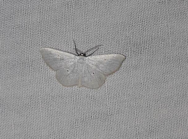 Scopula immutata  - Sylvain Lethuillier