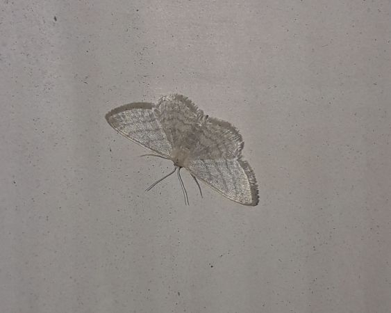 Idaea subsericeata  - Sylvain Lethuillier