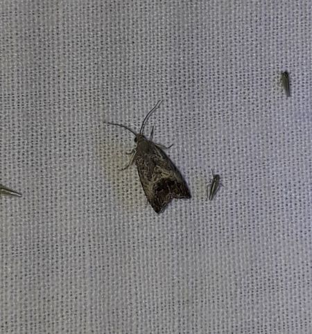 Cydia splendana  - Sylvain Lethuillier