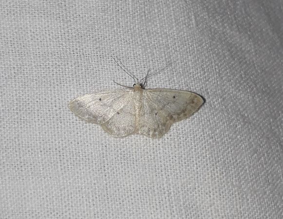 Idaea biselata  - Sylvain Lethuillier