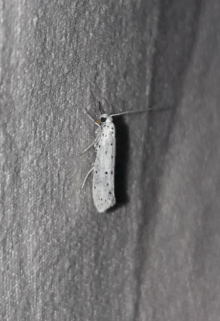 Yponomeuta sp.  - Sylvain Lethuillier