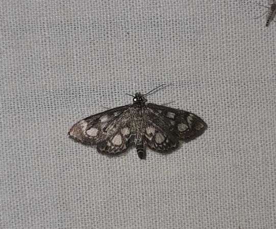 Anania coronata  - Sylvain Lethuillier