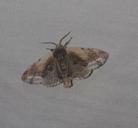 Bombyx capuchon  - Sylvain Lethuillier