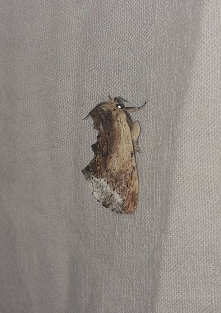 Bombyx capuchon  - Sylvain Lethuillier
