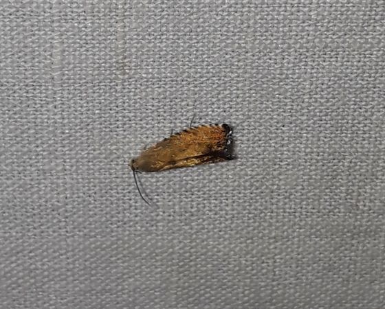 Pammene aurita  - Sylvain Lethuillier