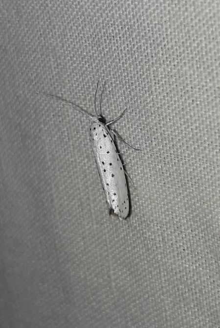 Yponomeuta sp.  - Sylvain Lethuillier