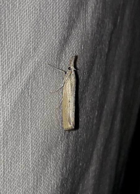Agriphila straminella  - Sylvain Lethuillier