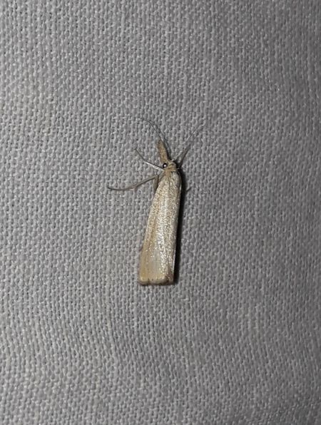 Agriphila straminella  - Sylvain Lethuillier
