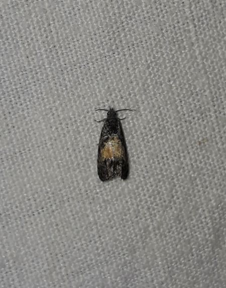 Endothenia nigricostana  - Sylvain Lethuillier