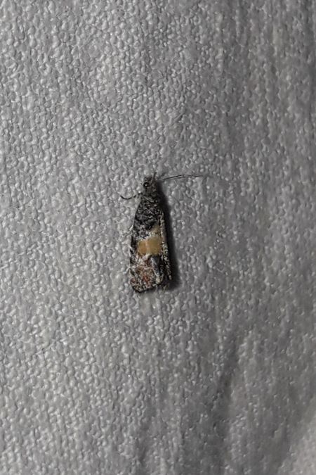 Endothenia nigricostana  - Sylvain Lethuillier