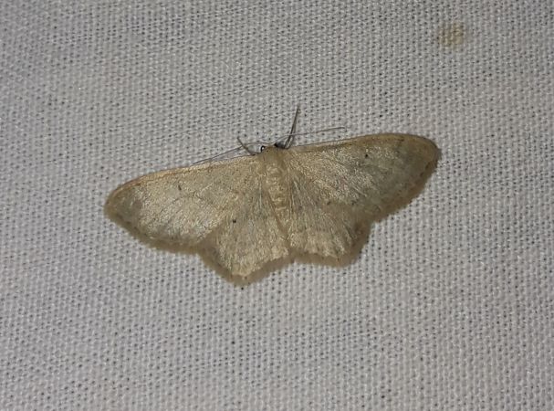 Idaea straminata  - Sylvain Lethuillier