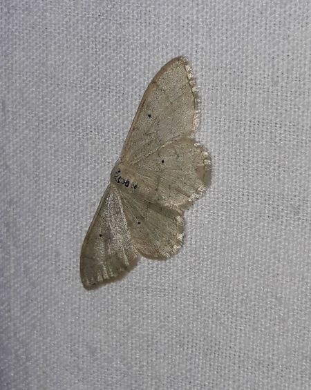 Idaea straminata  - Sylvain Lethuillier