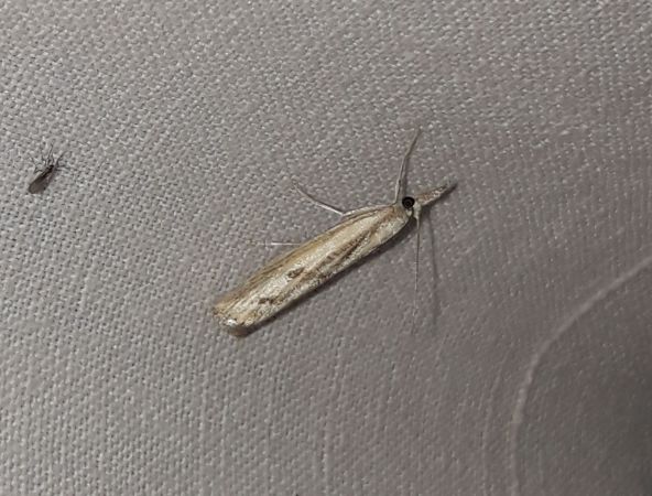 Agriphila inquinatella  - Sylvain Lethuillier