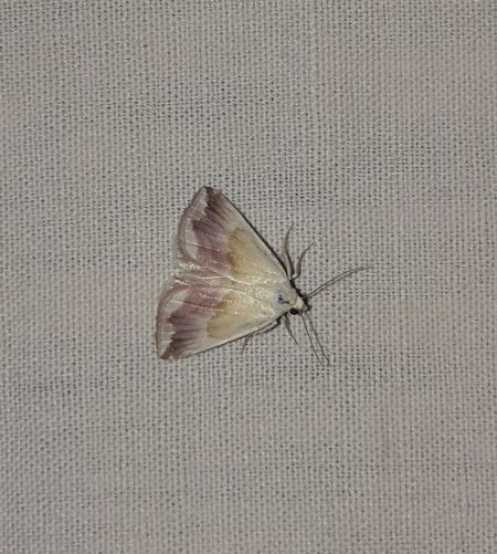 Noctuelle purpurine  - Sylvain Lethuillier
