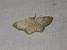 Idaea straminata  - Sylvain Lethuillier