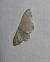 Idaea straminata  - Sylvain Lethuillier