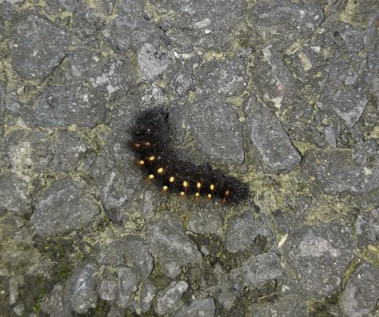 Acronicta auricoma  - Sylvain Lethuillier