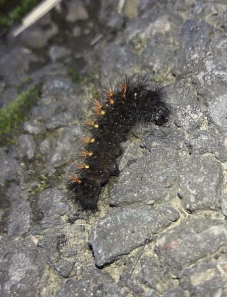 Acronicta auricoma  - Sylvain Lethuillier