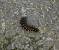 Acronicta auricoma  - Sylvain Lethuillier