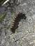 Acronicta auricoma  - Sylvain Lethuillier