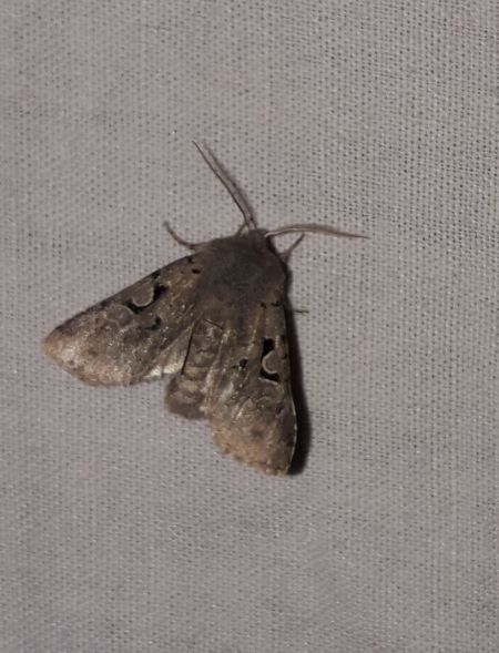 Orthosia gothica  - Sylvain Lethuillier
