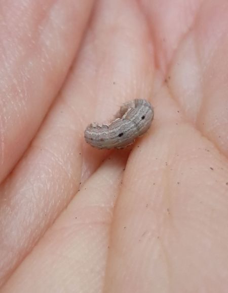 Camptogramma bilineata  - Sylvain Lethuillier
