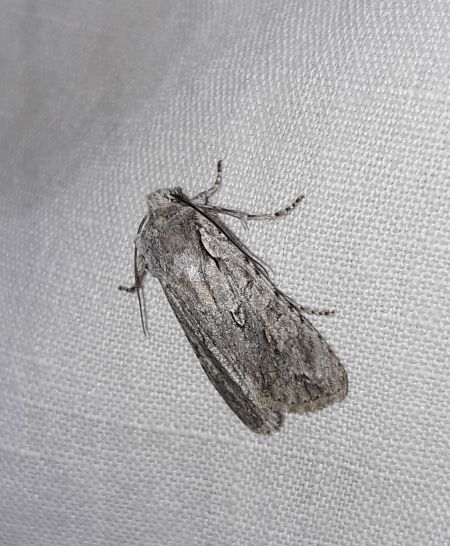 Lithophane ornitopus  - Sylvain Lethuillier