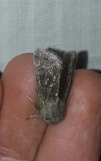 Orthosia incerta  - Sylvain Lethuillier