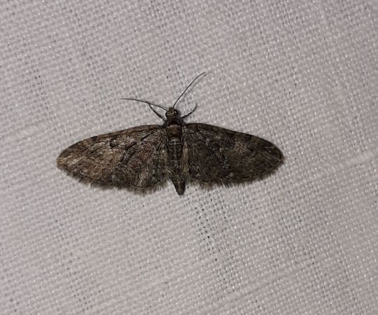 Eupithecia abbreviata  - Sylvain Lethuillier