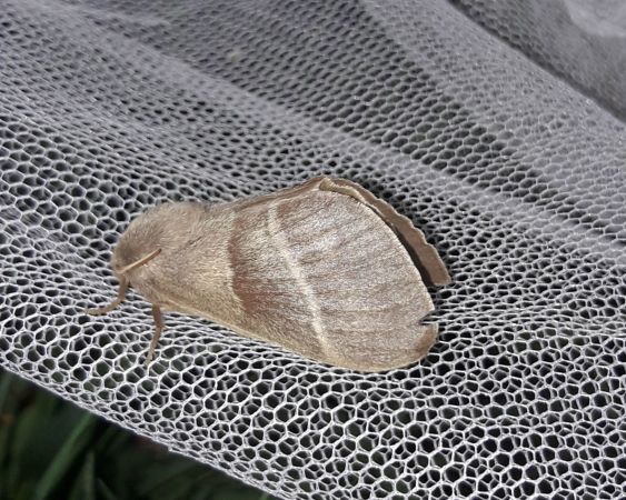Bombyx de la Ronce  - Sylvain Lethuillier