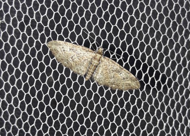Eupithecia abbreviata  - Sylvain Lethuillier