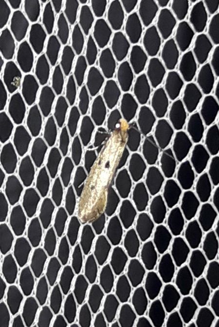 Tinea trinotella  - Sylvain Lethuillier