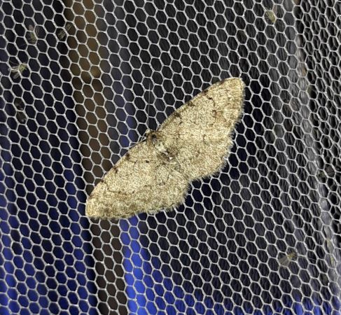 Aethalura punctulata  - Sylvain Lethuillier