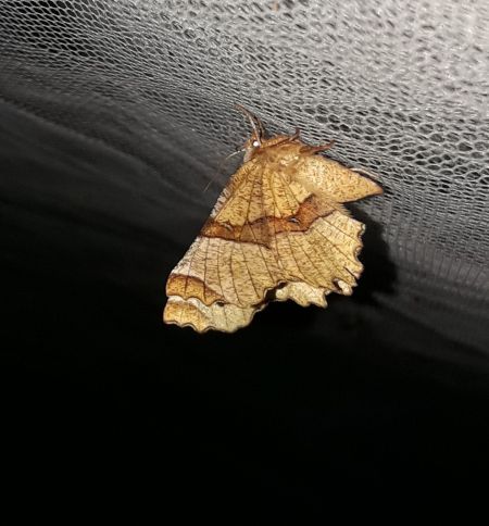Selenia lunularia  - Sylvain Lethuillier