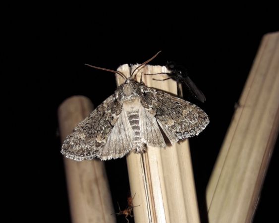Polyploca ridens  - Sylvain Lethuillier