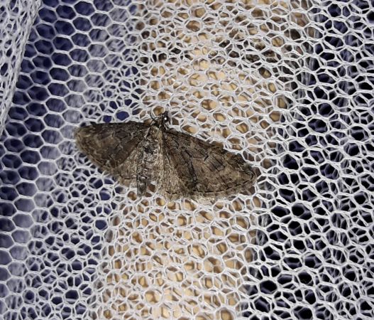 Eupithecia abbreviata  - Sylvain Lethuillier