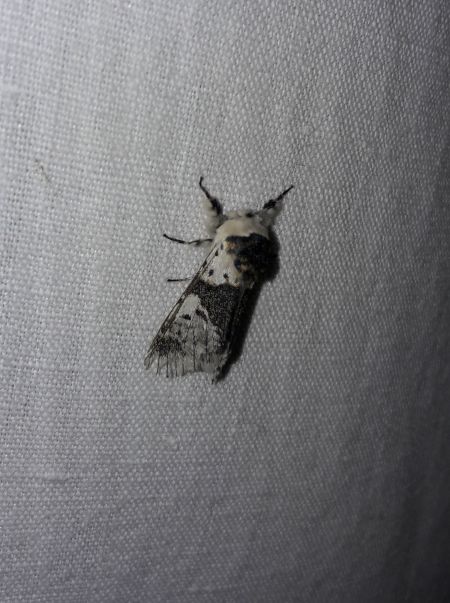 Harpye bicuspide  - Sylvain Lethuillier