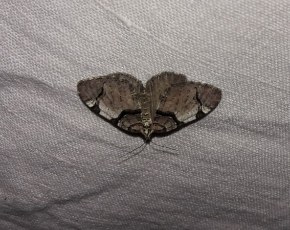 Anticlea derivata  - Sylvain Lethuillier
