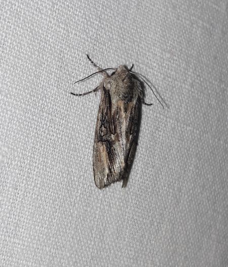 Egira conspicillaris  - Sylvain Lethuillier