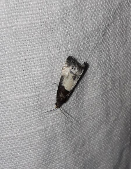Notocelia cynosbatella  - Sylvain Lethuillier
