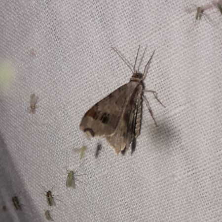Macaria notata  - Sylvain Lethuillier