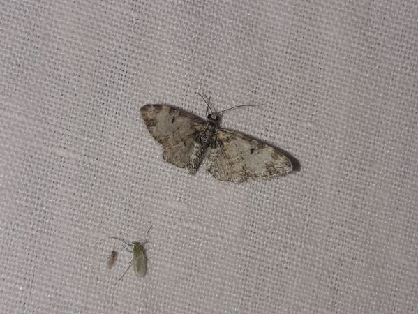 Eupithecia irriguata  - Sylvain Lethuillier