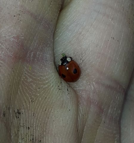 Coccinelle à deux points  - Sylvain Lethuillier