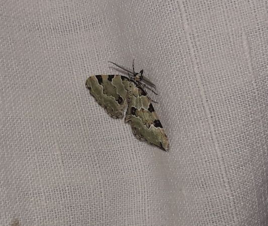 Colostygia pectinataria  - Sylvain Lethuillier