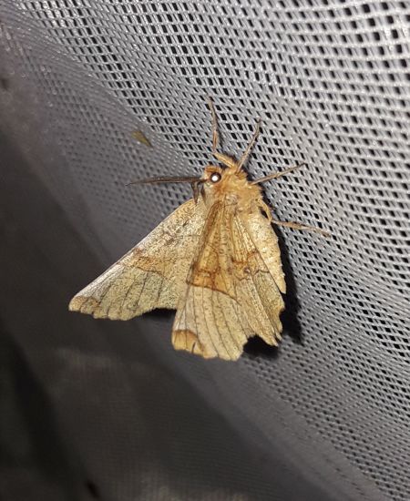 Selenia lunularia  - Sylvain Lethuillier