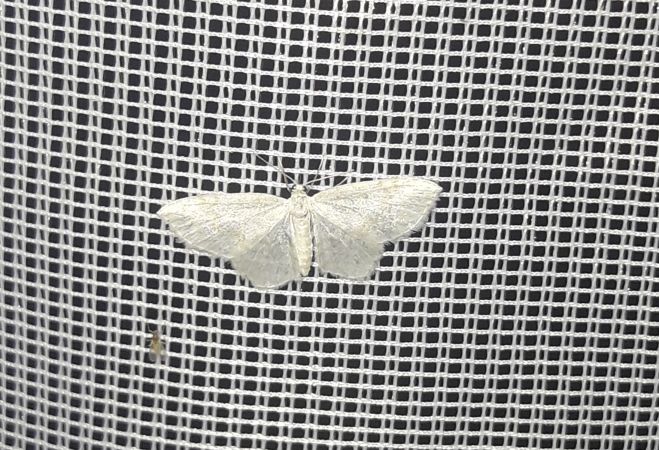 Asthena albulata  - Sylvain Lethuillier